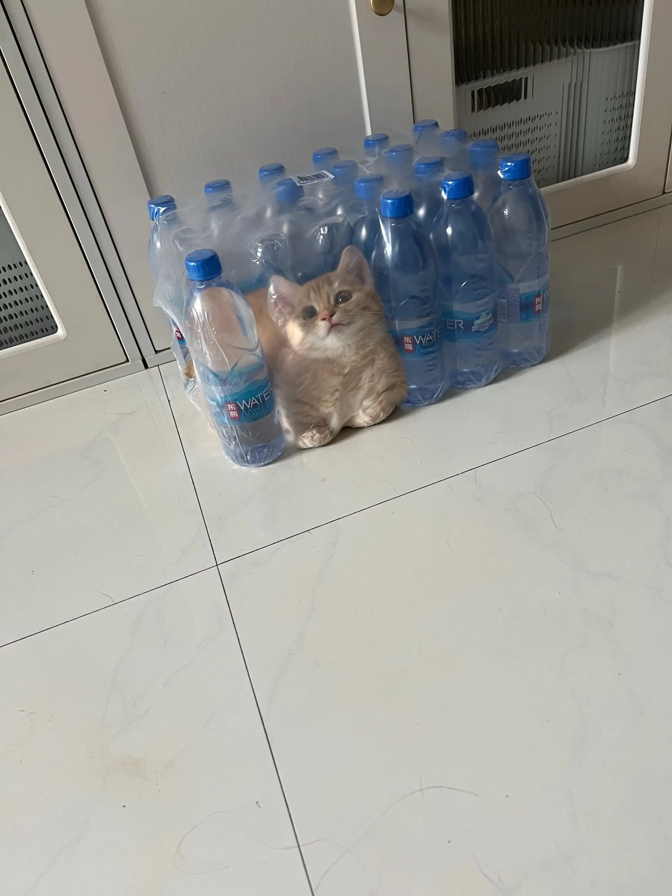 小猫咪都是水做的呢～小猫治愈世界