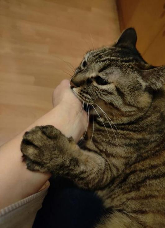 13岁男孩频繁接触流浪猫，手臂突然鼓起“大包”？医生判断避免一场动刀
这下后悔了