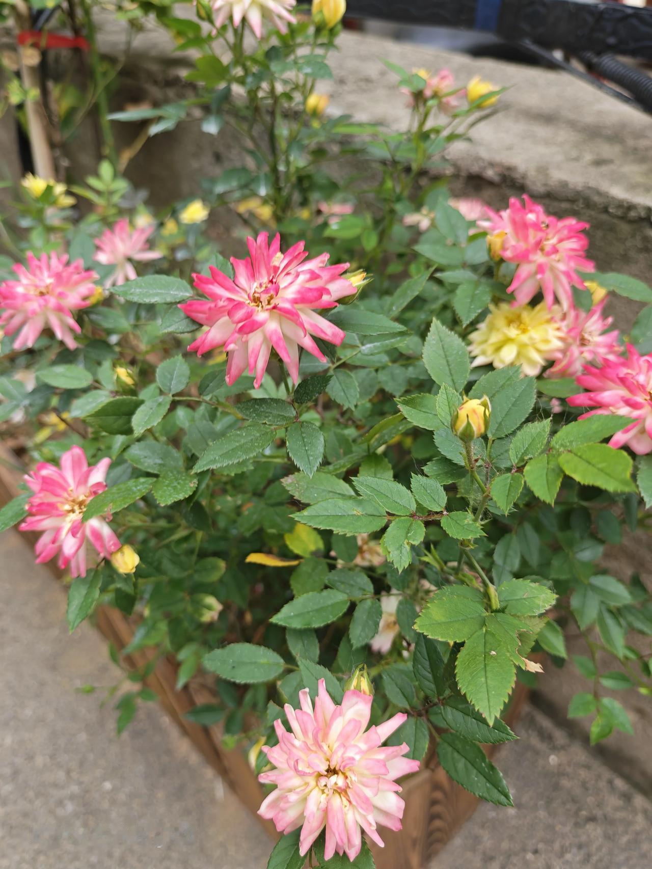 拍一下花花草草，心情也会好，而且给生活留下一点美好的纪念。特别喜欢自然的美好和馈