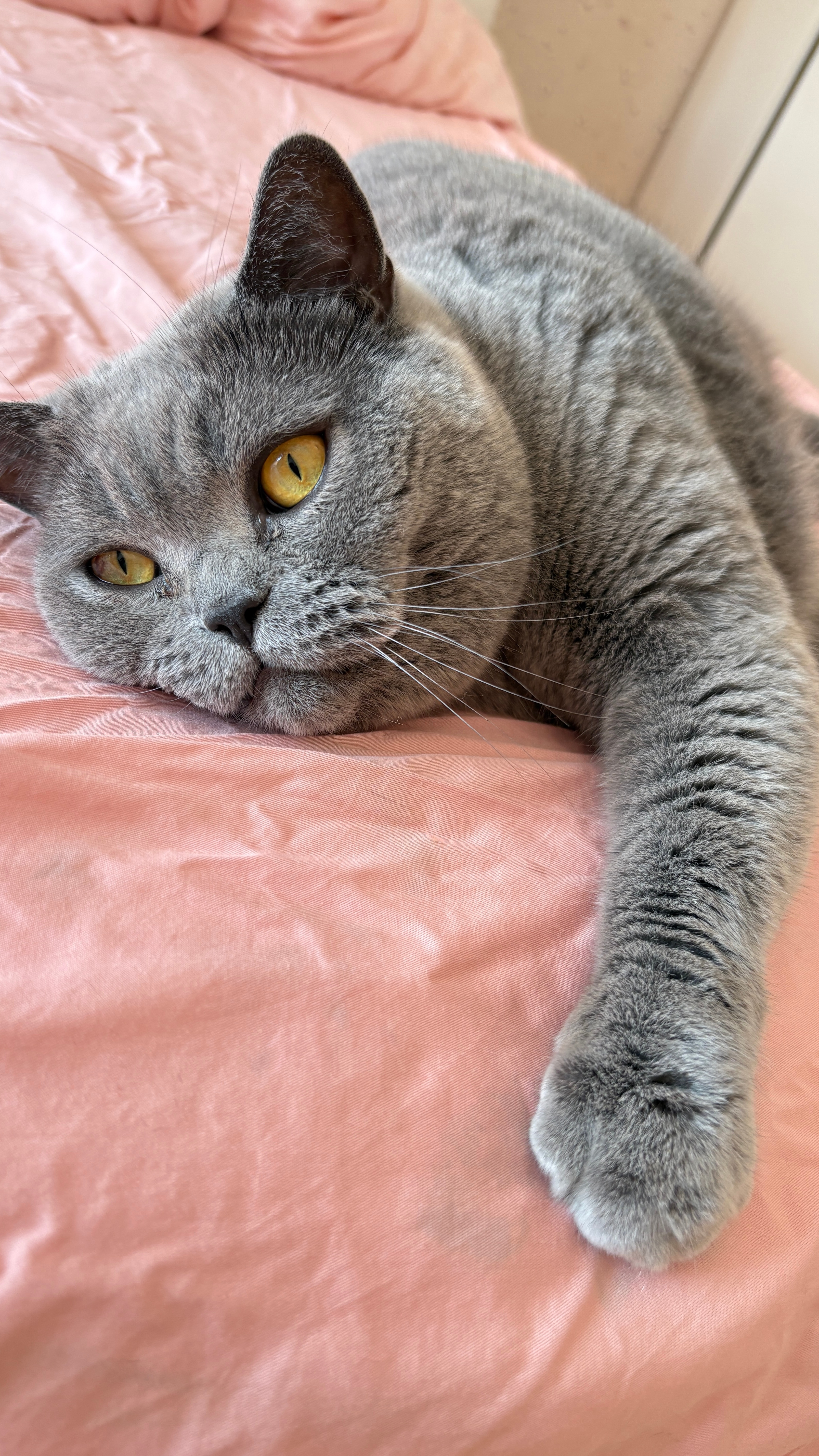 大晚上闲的给我家猫剪指甲不小心剪到血线了，滋滋往外冒血，差点以为我家猫享年六岁[