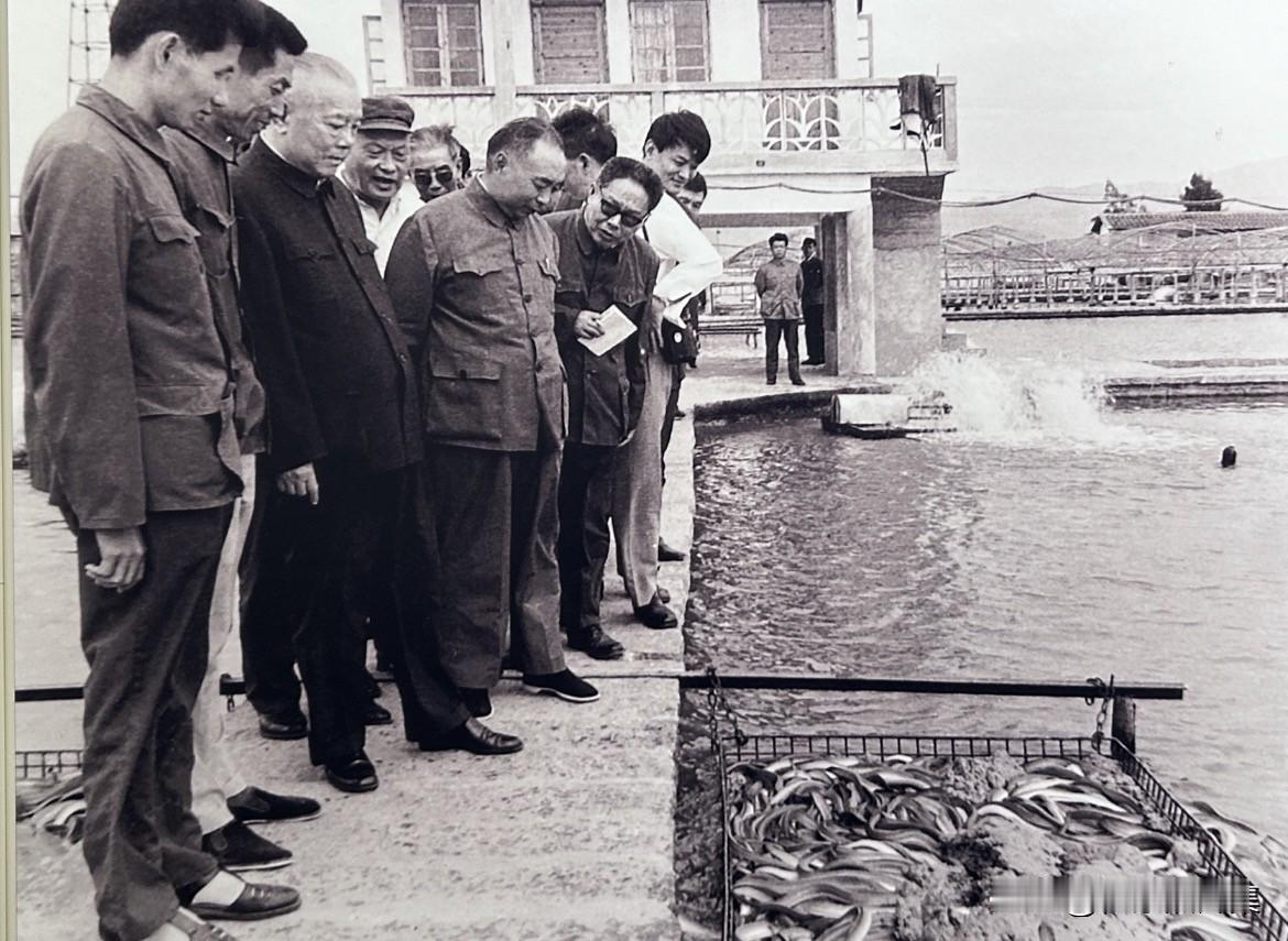1983年10月，李先念在福建省视察莆田县涵江养鳗场。当时，项南同志担任中共福建