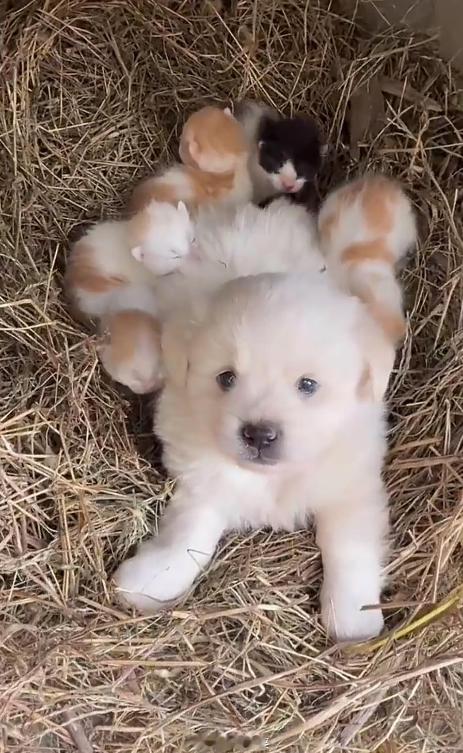 小狗的身上粘满了小猫咪猫🐱：麻麻的味道～