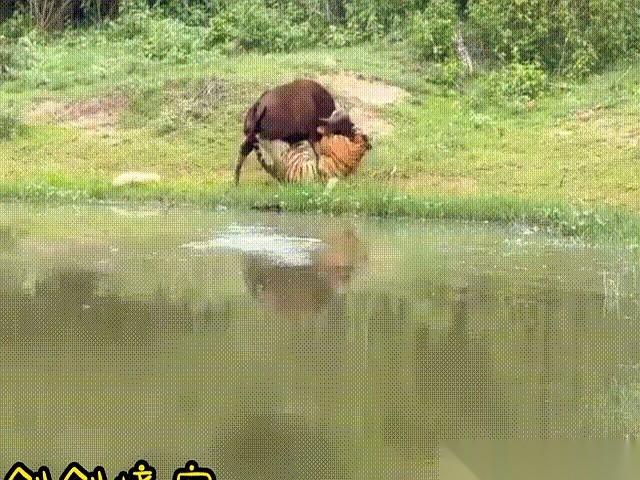 想象一下，几百斤重的蹄子疯狂往你肋骨上踹，你的反应是什么？
我刚刚看到的一只苏门