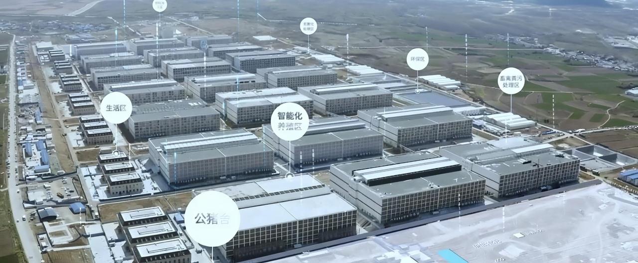 最近河南南阳的牧原智慧养猪场彻底刷新了我的认知！这里不是臭气熏天的传统猪圈，而是