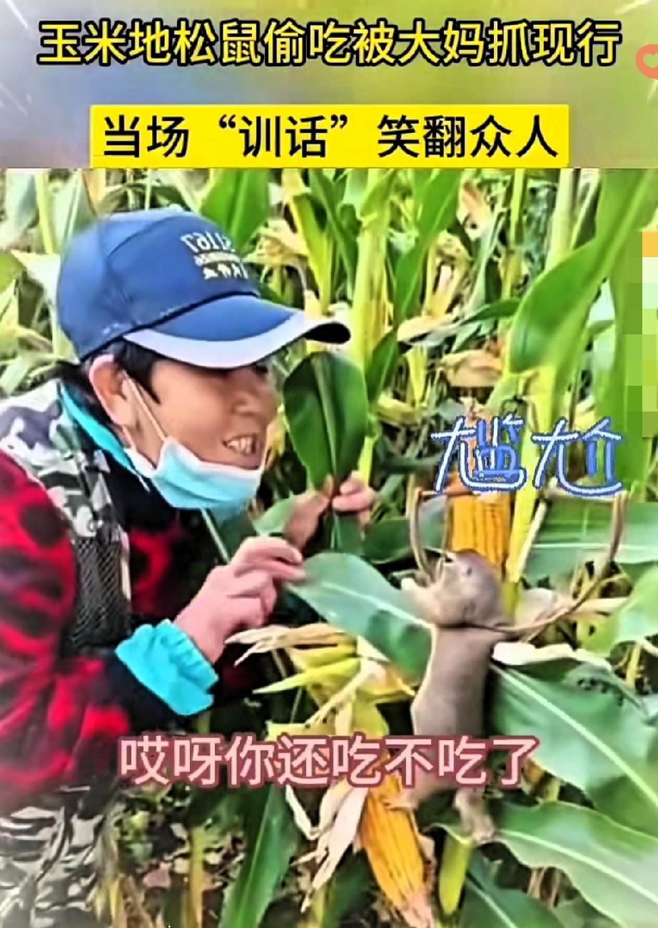笑到停不下来！
玉米地里大妈抓着偷吃的松鼠一顿“训话”，那画面简直绝了！
 
你