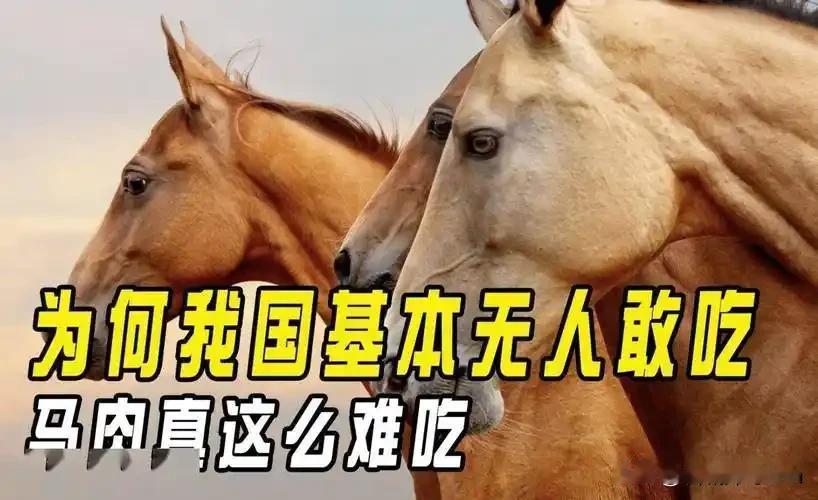 中国每年有470万匹马被屠宰，可是在国内几乎看不到有人吃马肉，这些马肉都去哪了？