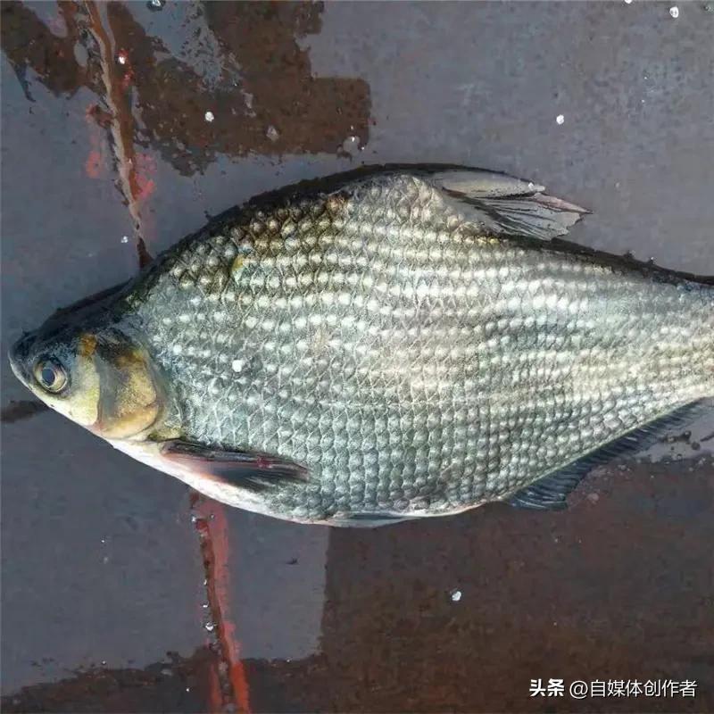 鄂州武昌鱼协会揭牌！这条湖北名鱼凭啥撬动200亿产业链再升级
 
湖北鄂州再迎农