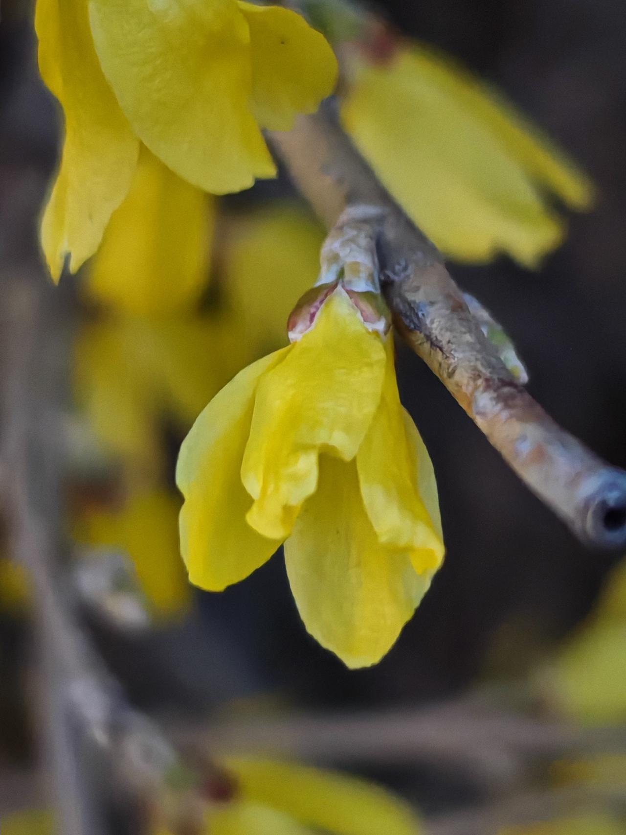 与痛风斗争的历程216
 
   今早醒来，周身关节都很安稳，没有往日的酸胀与刺