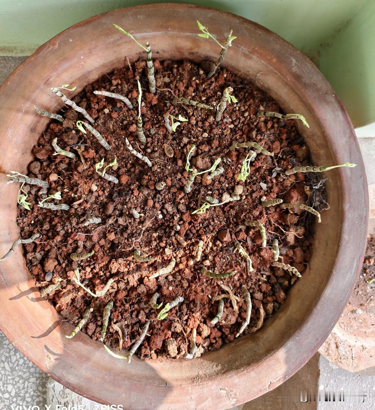 亲手栽下一盆石斛，看着有点拥挤，委屈先栖息着，择地移栽，以后就可以喝到自己亲手栽