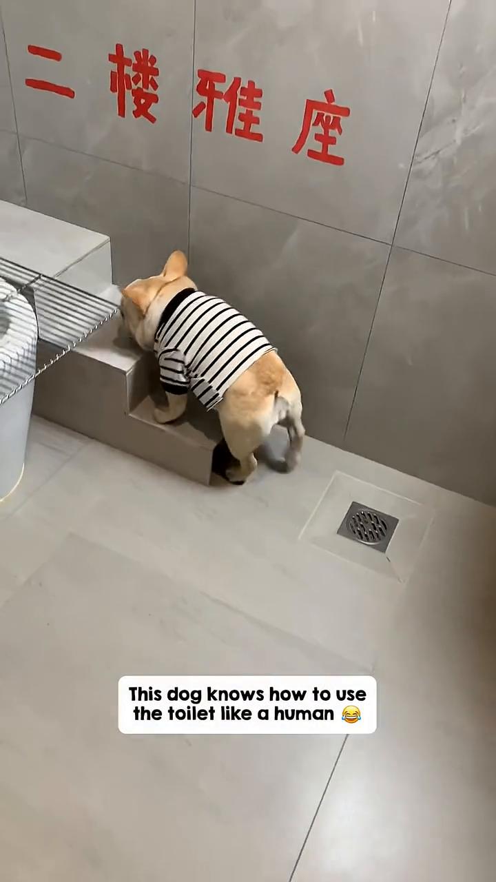 This dog knows how to use the toilet lik