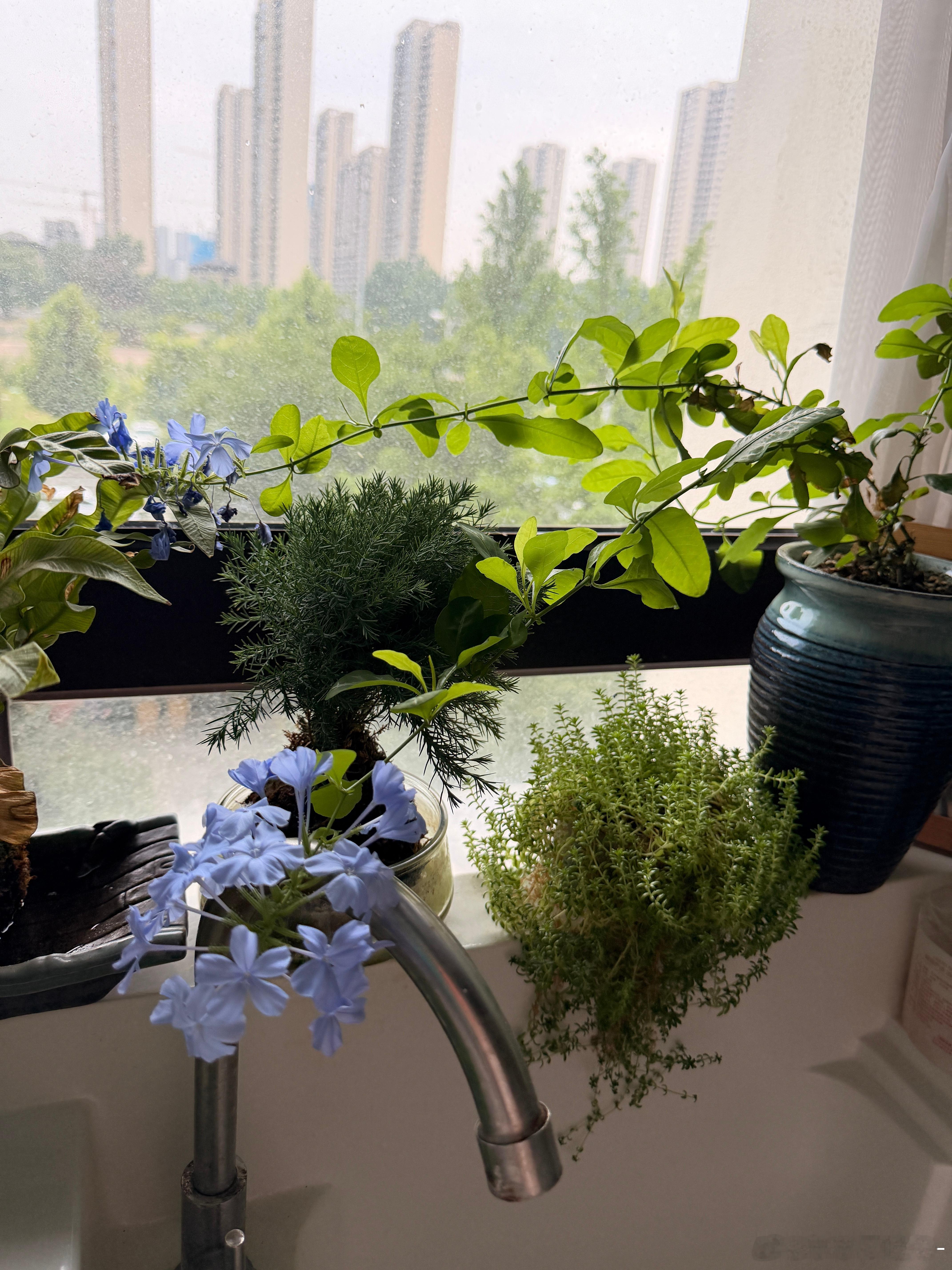 用镜头顺手记录生活 种花得花