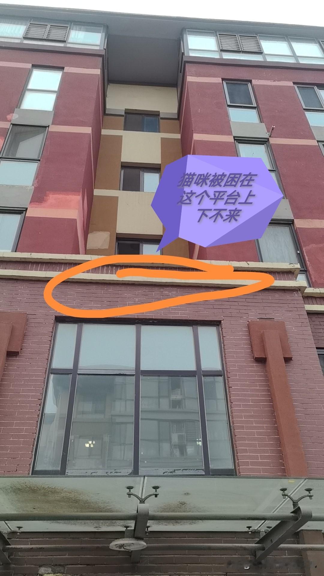 如果没记错的话，这已经是我第三次救猫了。

爱人说这只缅因被人扔在三楼的天台上已