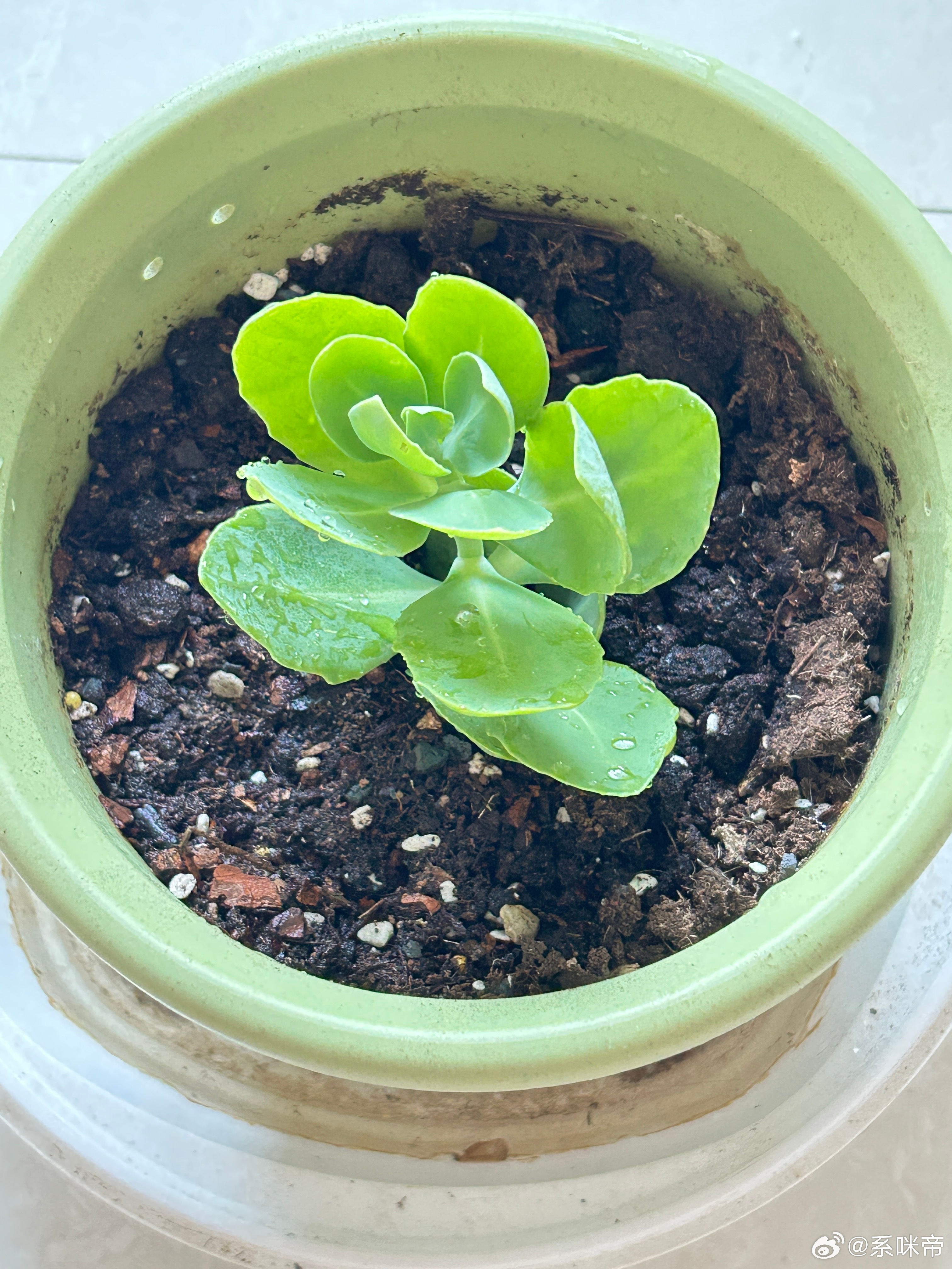 今天我妈给我一颗药草，忘记叫啥名字了，说是蚊虫叮咬，被蜜蜂蜇的时候揪一片叶子下来