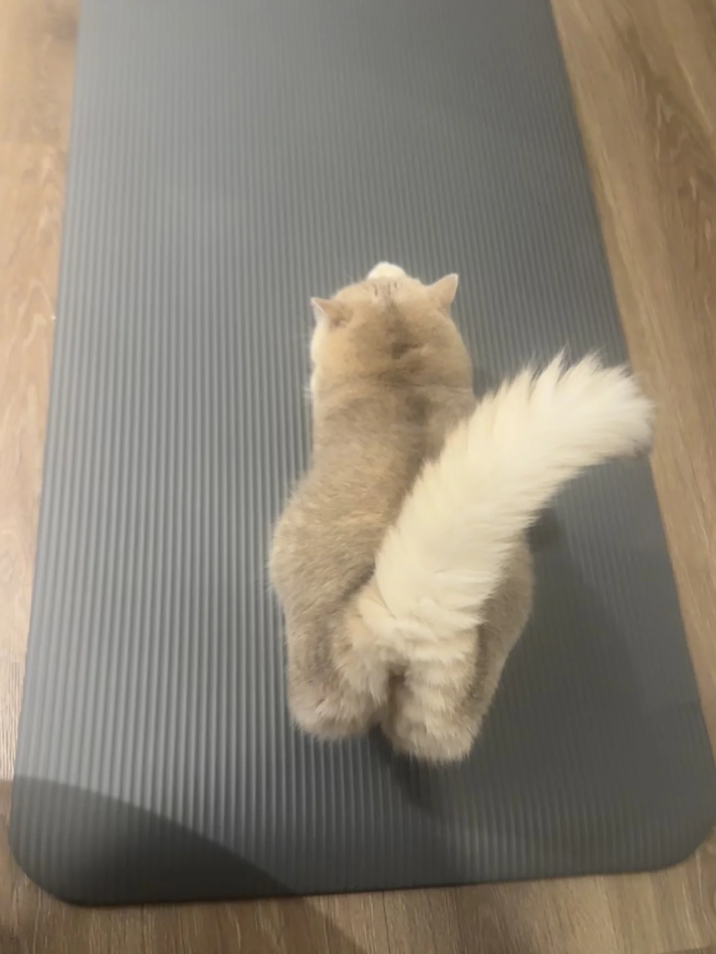 瑜伽小猫