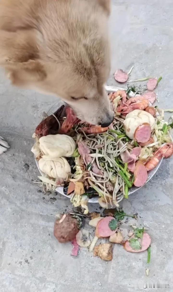 狗子：吃不完根本吃不完