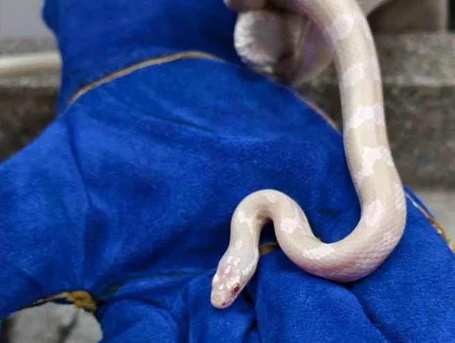 104岁仍能独立生活、吹奏萨克斯风 长寿老兵摄取「1种特殊食物」
美国有一位10