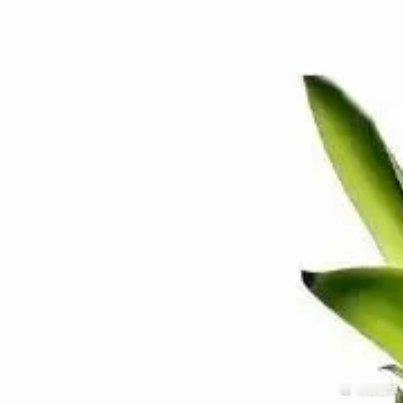 2200种植火龙果：一、品种选择火龙果主要有以下几种常见品种：1. 红心火龙果：
