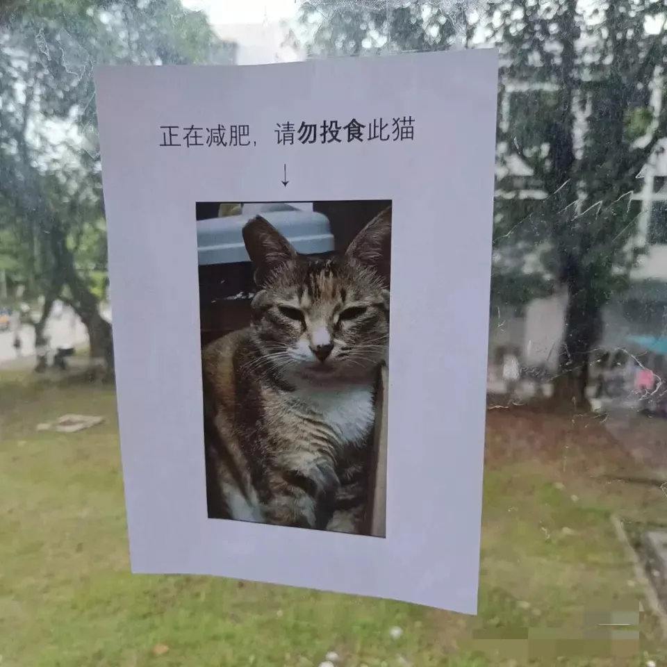 校园里的猪咪:你礼貌吗？