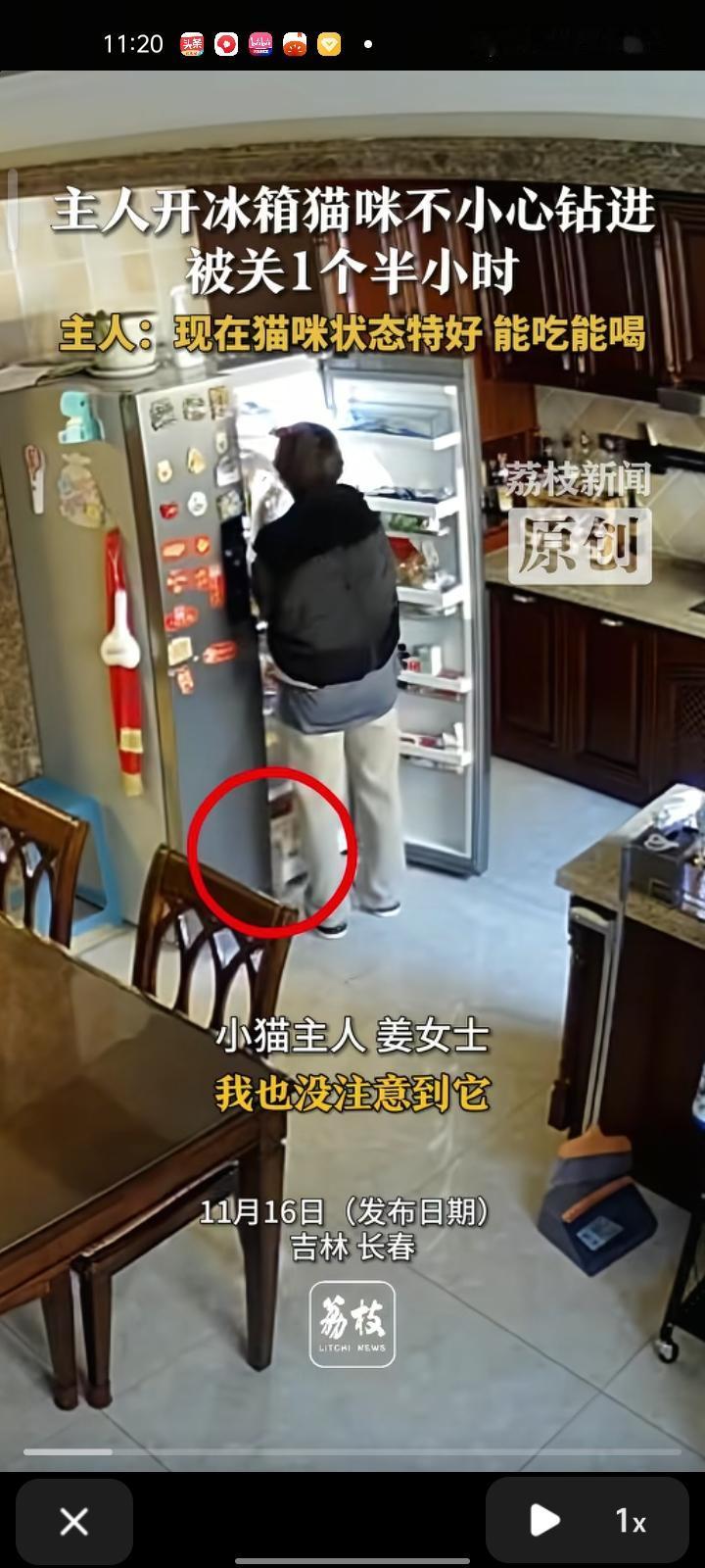 11月14日，吉林长春。女子开冰箱时猫咪不小心钻进，关冰箱后就下楼吃早饭，这才想