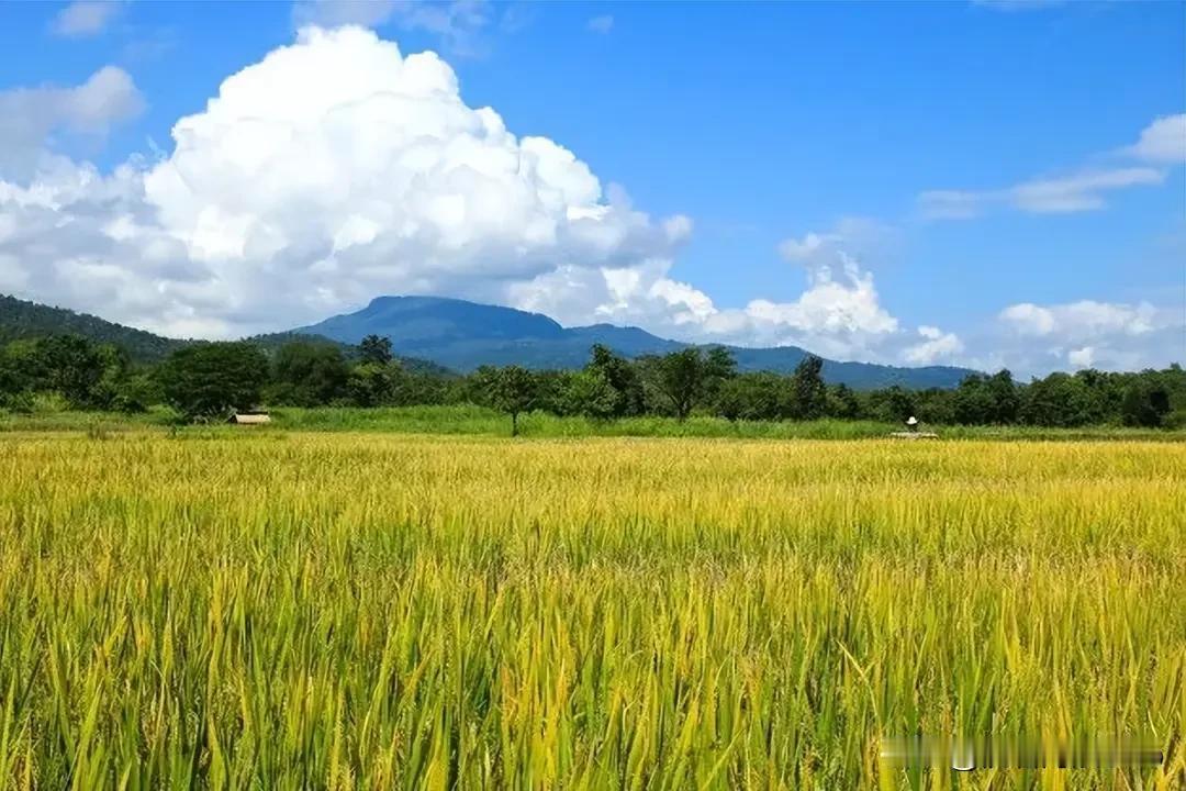 上联：春播千亩稻；诚邀下联谢邀！[作揖][耶]

上联：春播千亩稻，
下联：秋收