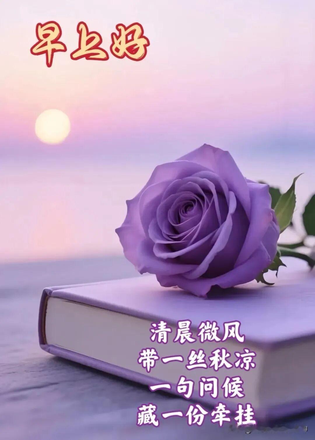 2026/08/16/（农历七月初四）星期日早上好！一本静谧的紫色玫瑰书。