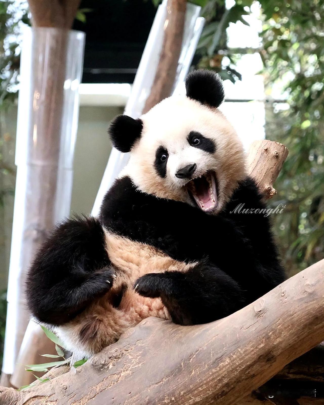 睿宝，为什么会称为小甜妹？我的感受是我在绝大多数遇到她的时候，她除了那双眼睛吸引
