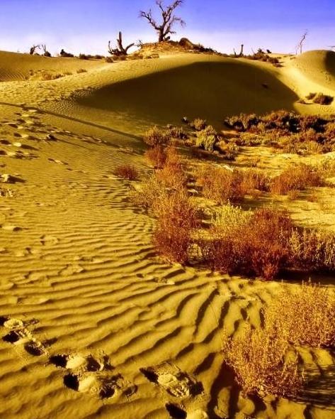 为什么现在要大规模的治理塔克拉玛干大沙漠，一个33万平方公里区域。因为以色列可以