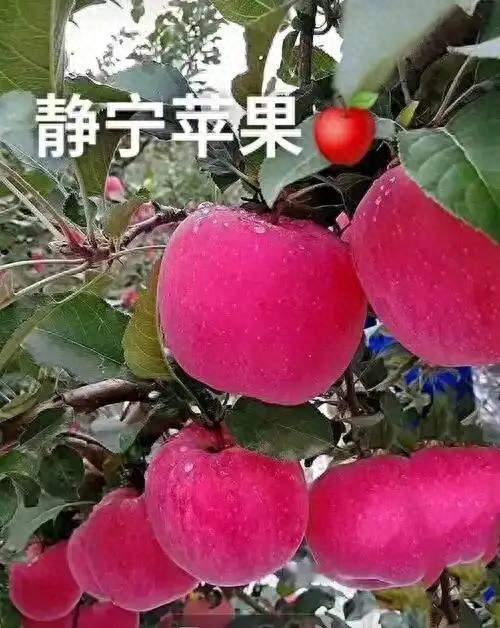 国内苹果地图：6大黄金产地一次讲透，照着买不踩坑