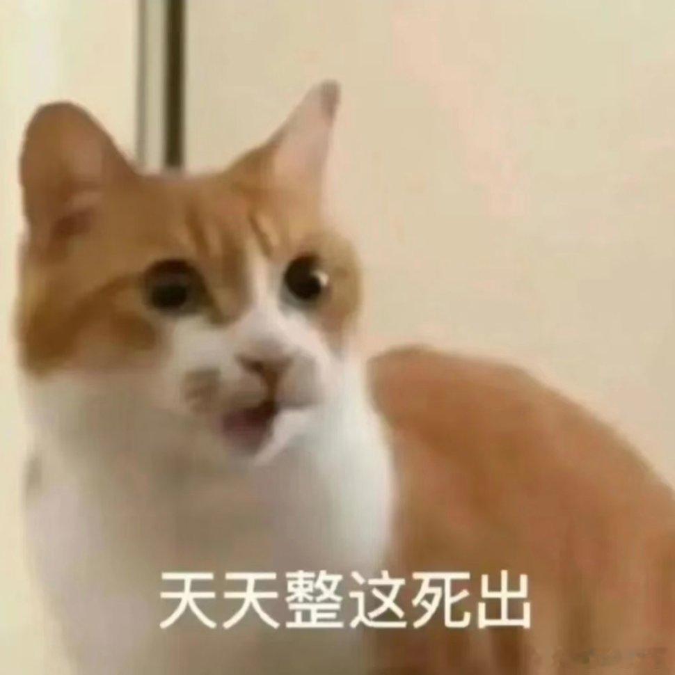 猫咪表情包。 