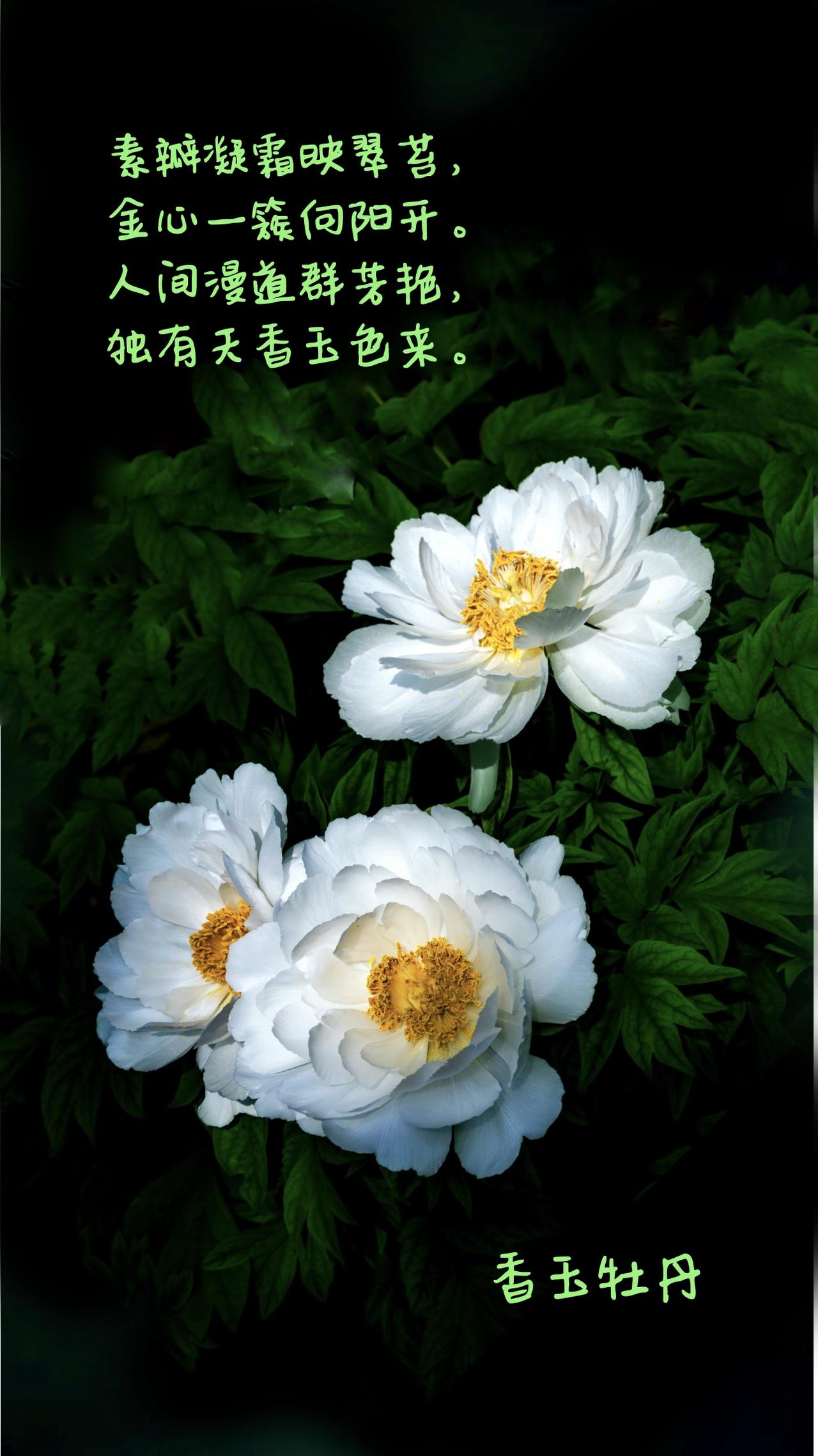 品花录
——咏香玉牡丹
素瓣凝霜映翠苔，金心一簇向阳开。
人间漫道群芳艳，独有天