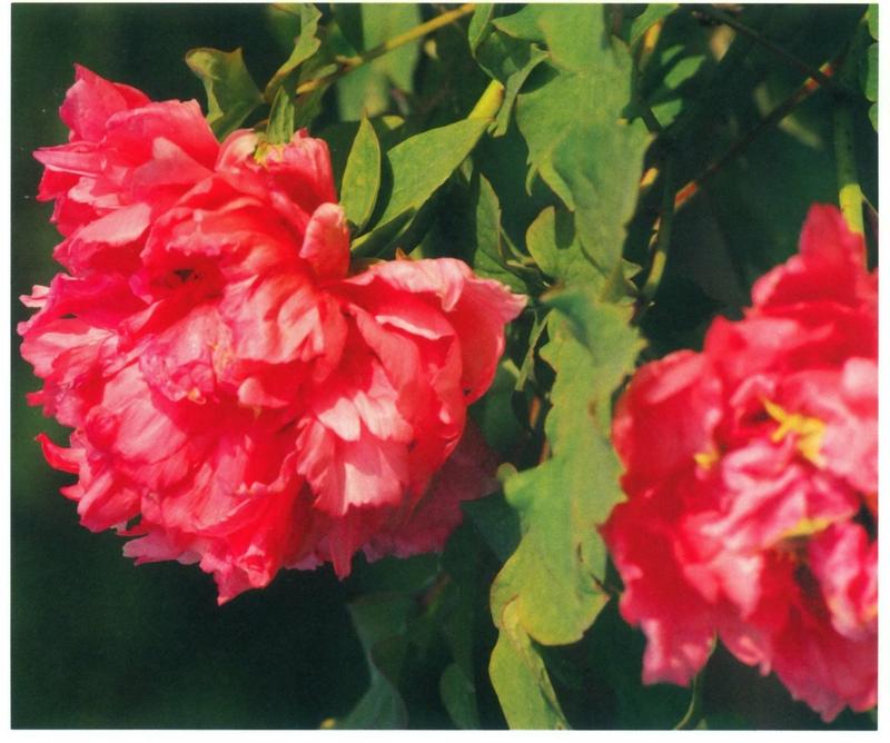 “一往情深难自禁，两相情愿共枕眠”，这两句真把爱情的美好与沉醉描绘得淋漓尽致。就