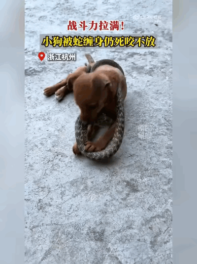 狠！杭州小狗被蛇缠颈死咬不放，主人急得抄家伙救人！

浙江杭州前段时间出现一场惊