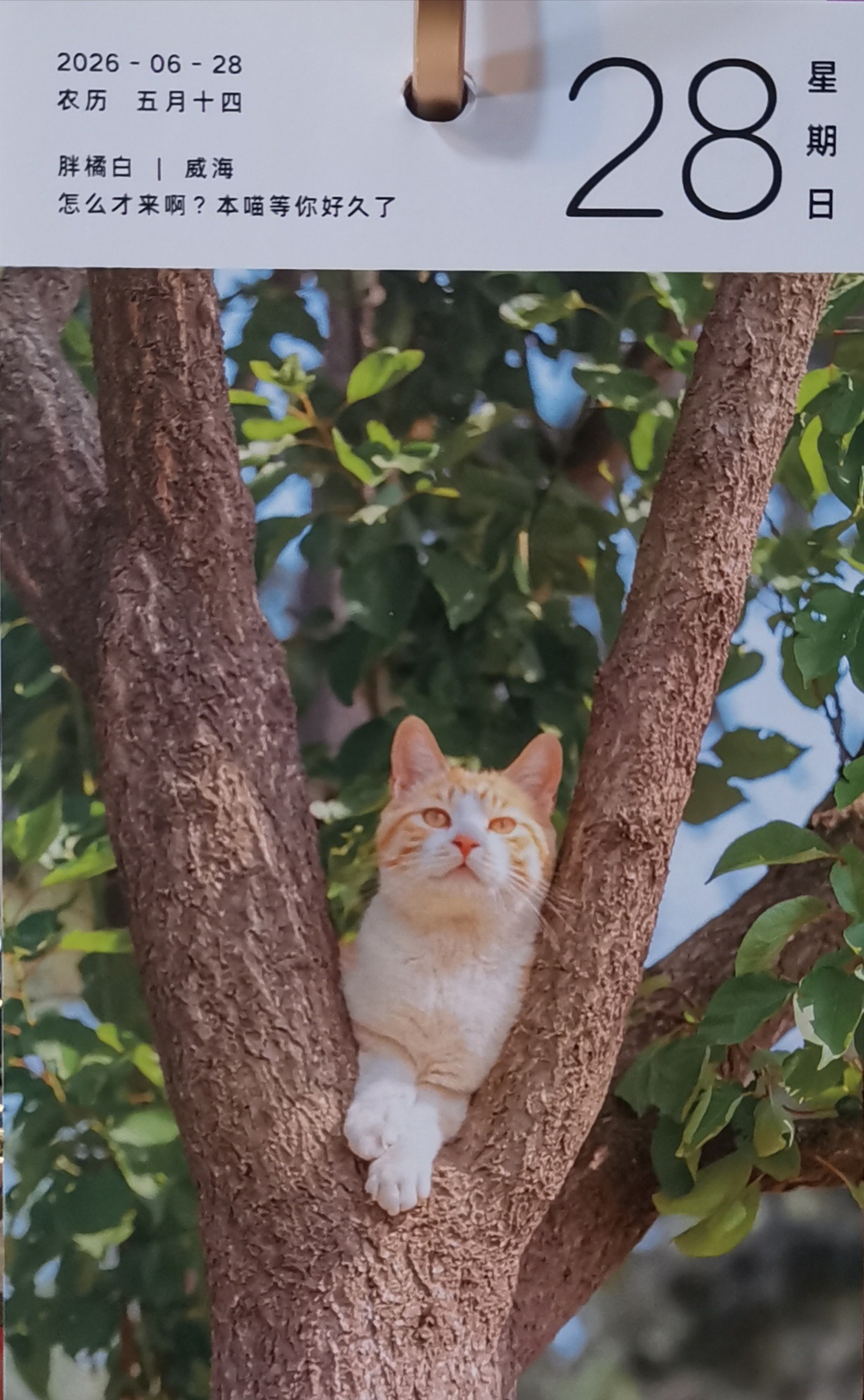 猫宁。今日多帅强弟。一日二猫，外猫中猫，6月27日至30日，各具姿态，均颇可爱。