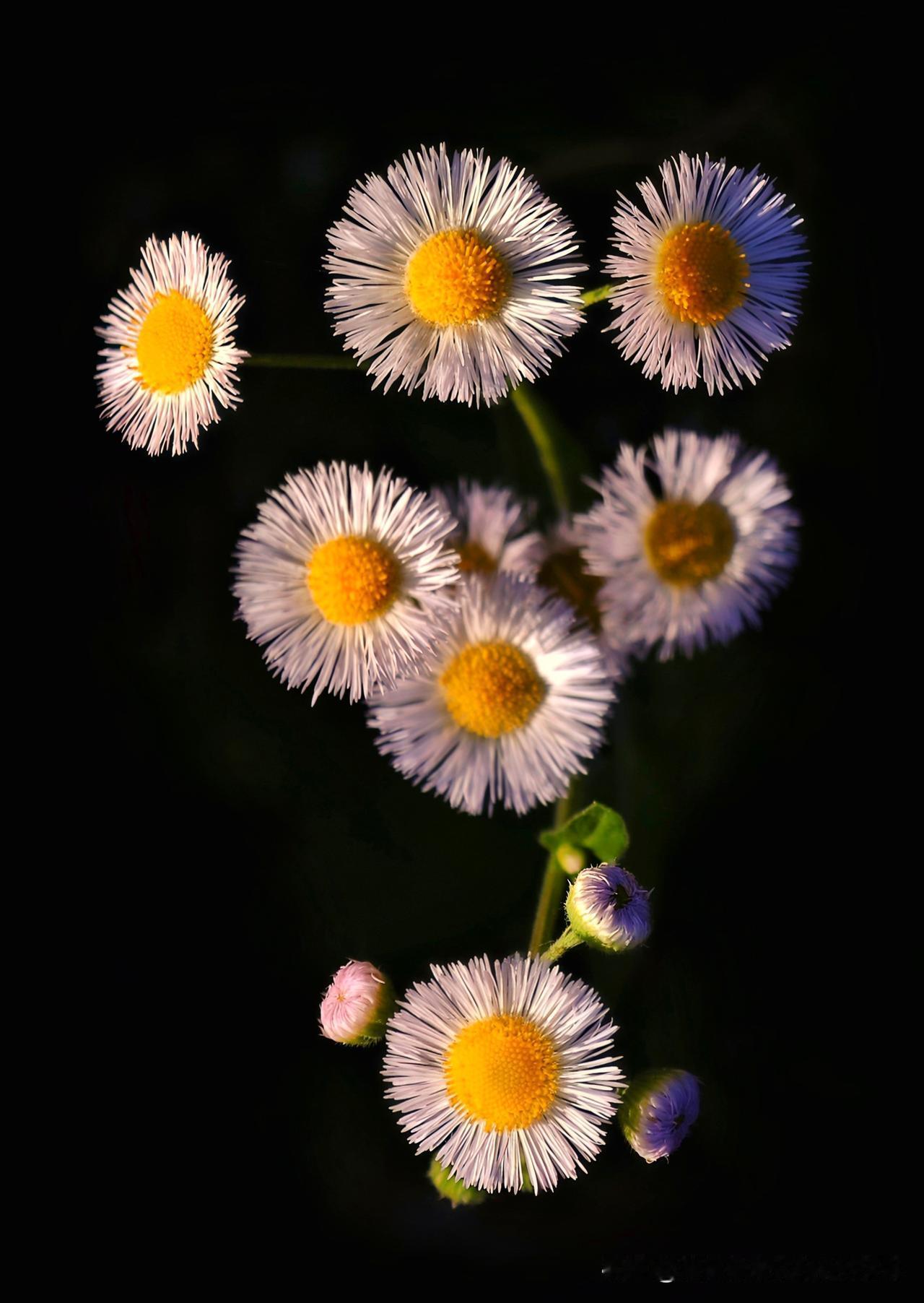 记录我的2026黑底衬春光，一朵一年蓬，把春天的温柔都揉进了光影里。