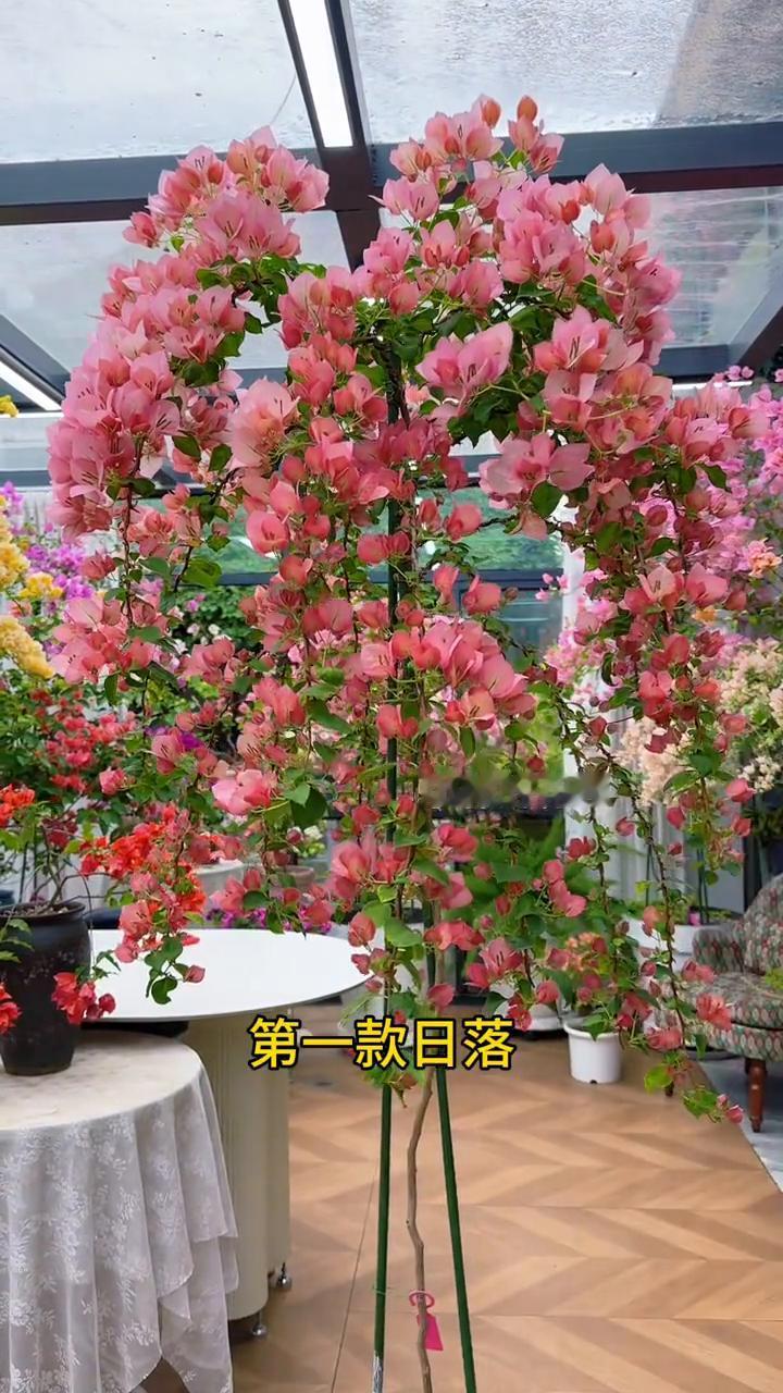 十种勤花三角梅高飘造型。
小郭的花园。
接下来向你走来的是十种勤花高飘造型三角梅