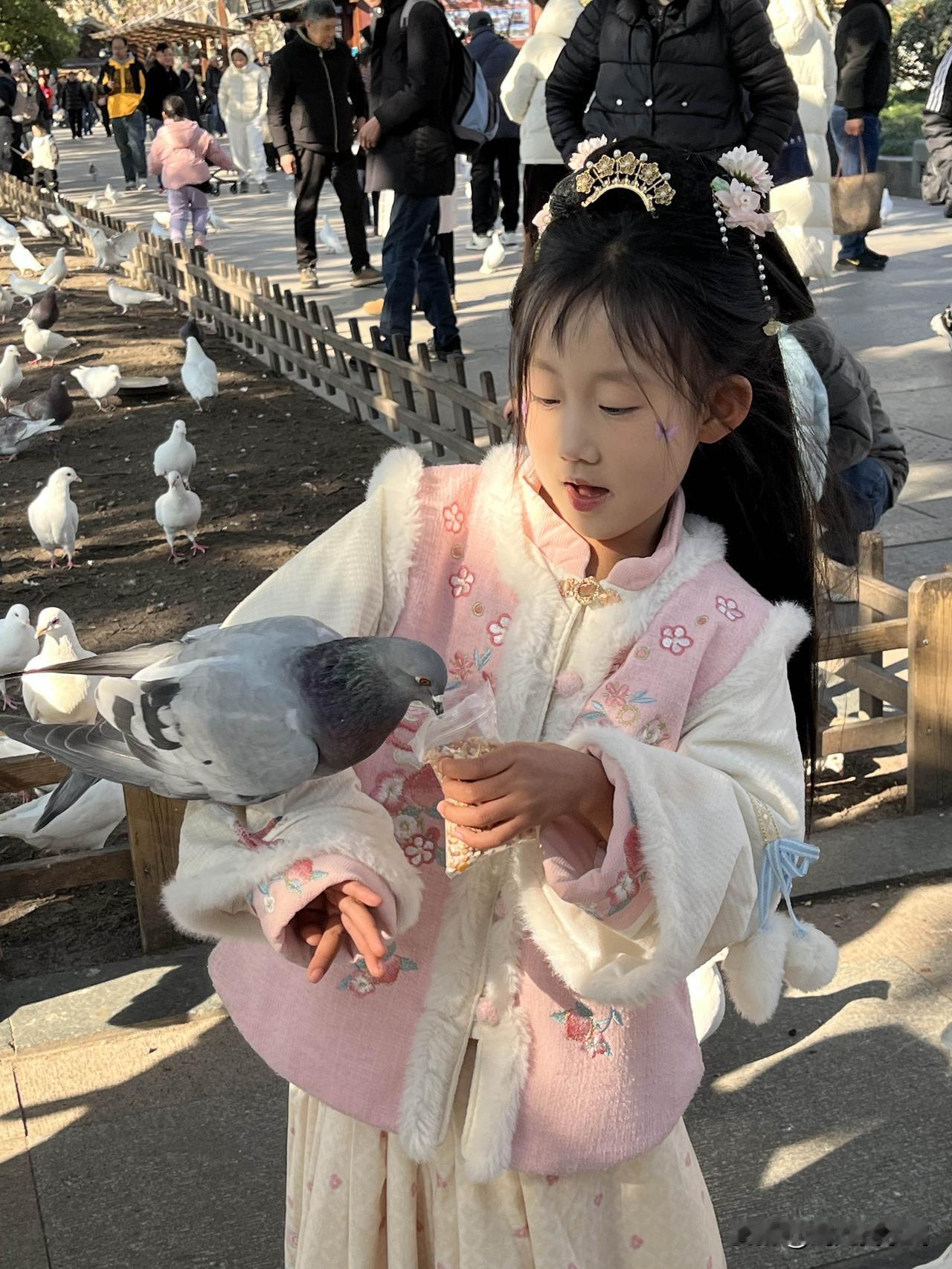 西湖鸽子