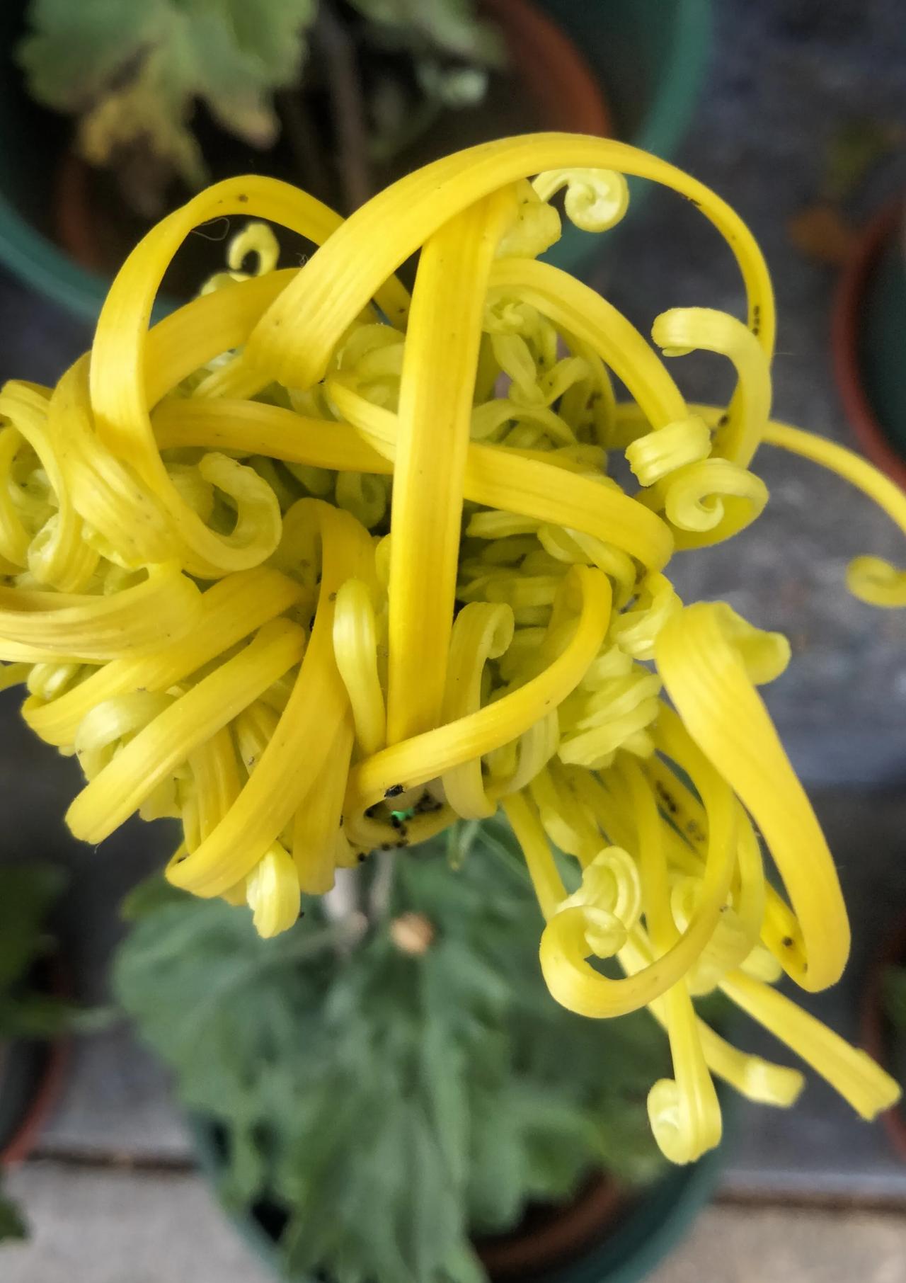 泉水叮咚，菊花飘香！
济南趵突泉的菊花开了