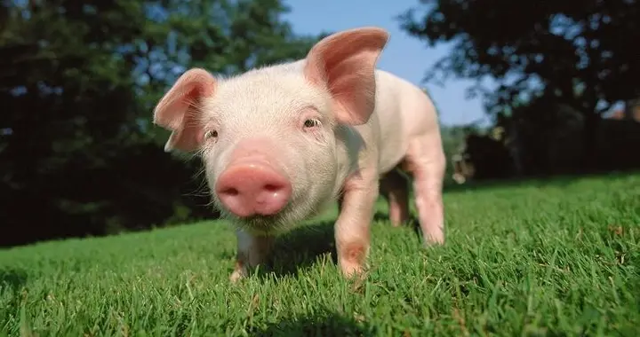 生猪价格 每养一头猪亏损超500元 生猪价格跌到底了吗？