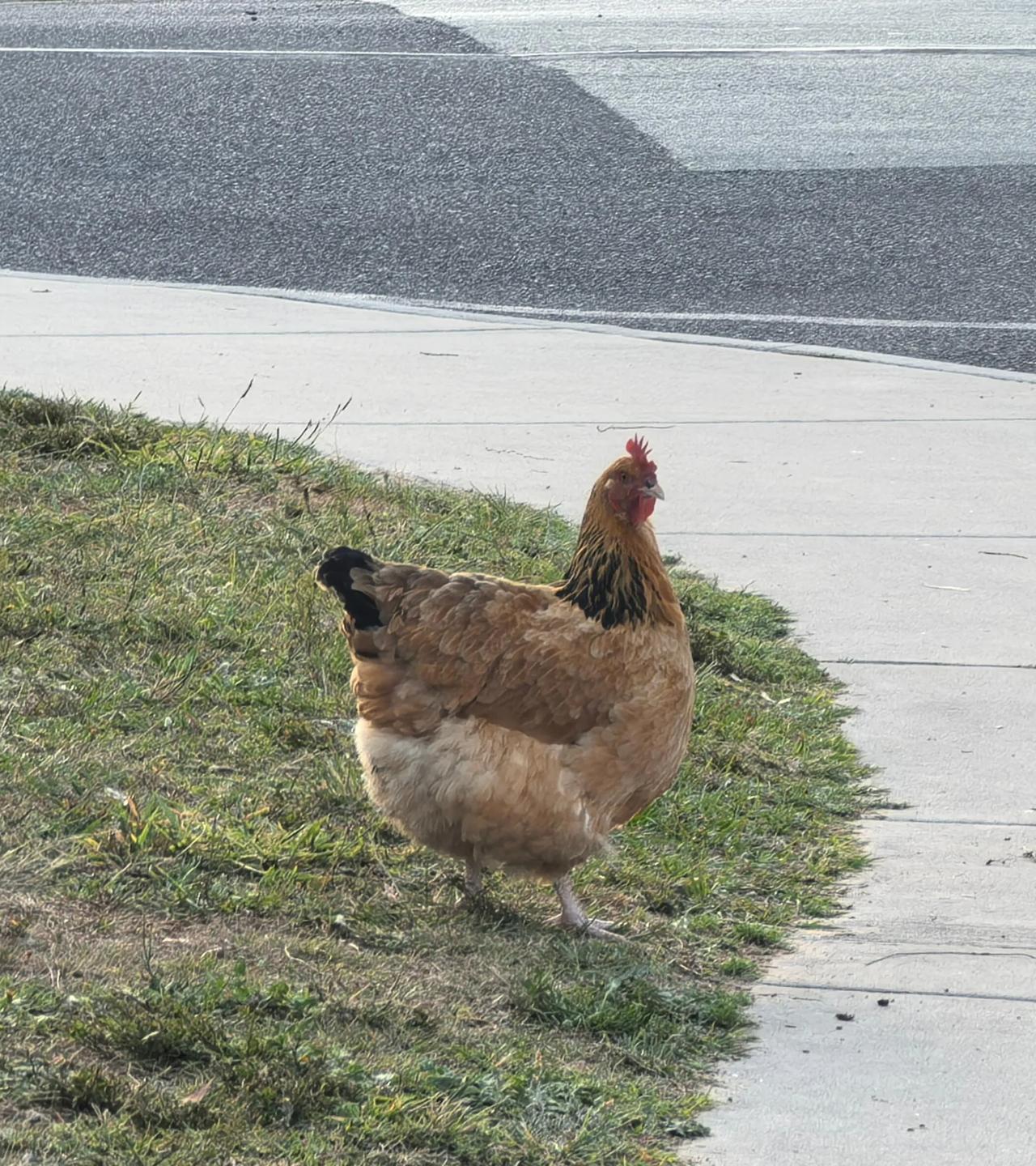 澳洲的鸡也太肥了
以前怀疑超市里cage free的鸡是不是白羽鸡，这么大个。没