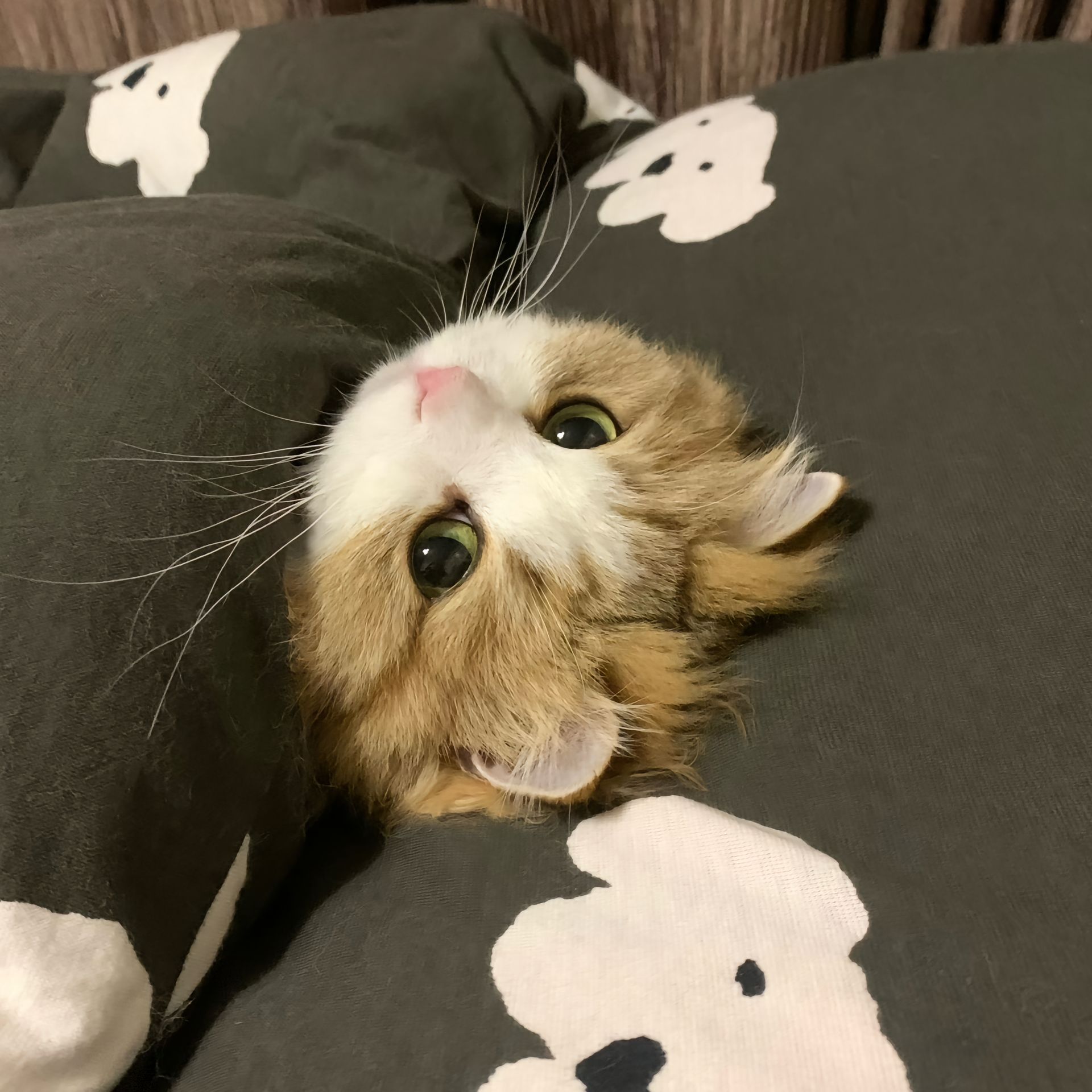 一些困困的小猫头像#萌宠##猫##头像# ​​​