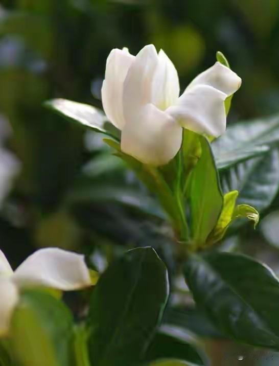 七律·栀子花
谁把琼芳缀绿枝，临风默立影迟迟。
冰肌不借丹青染，玉魄唯承雨露滋。