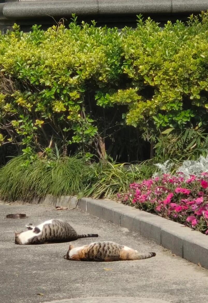 “学校猫学长变成大鲤子鱼啦” 