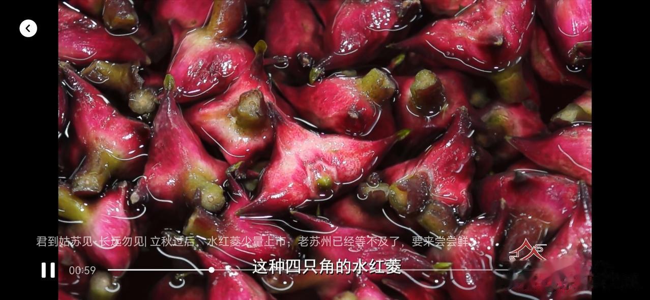 【苏州 水红菱上市了！】
苏州水产植物类美食，有8种最出名。
它们合在一起，就是