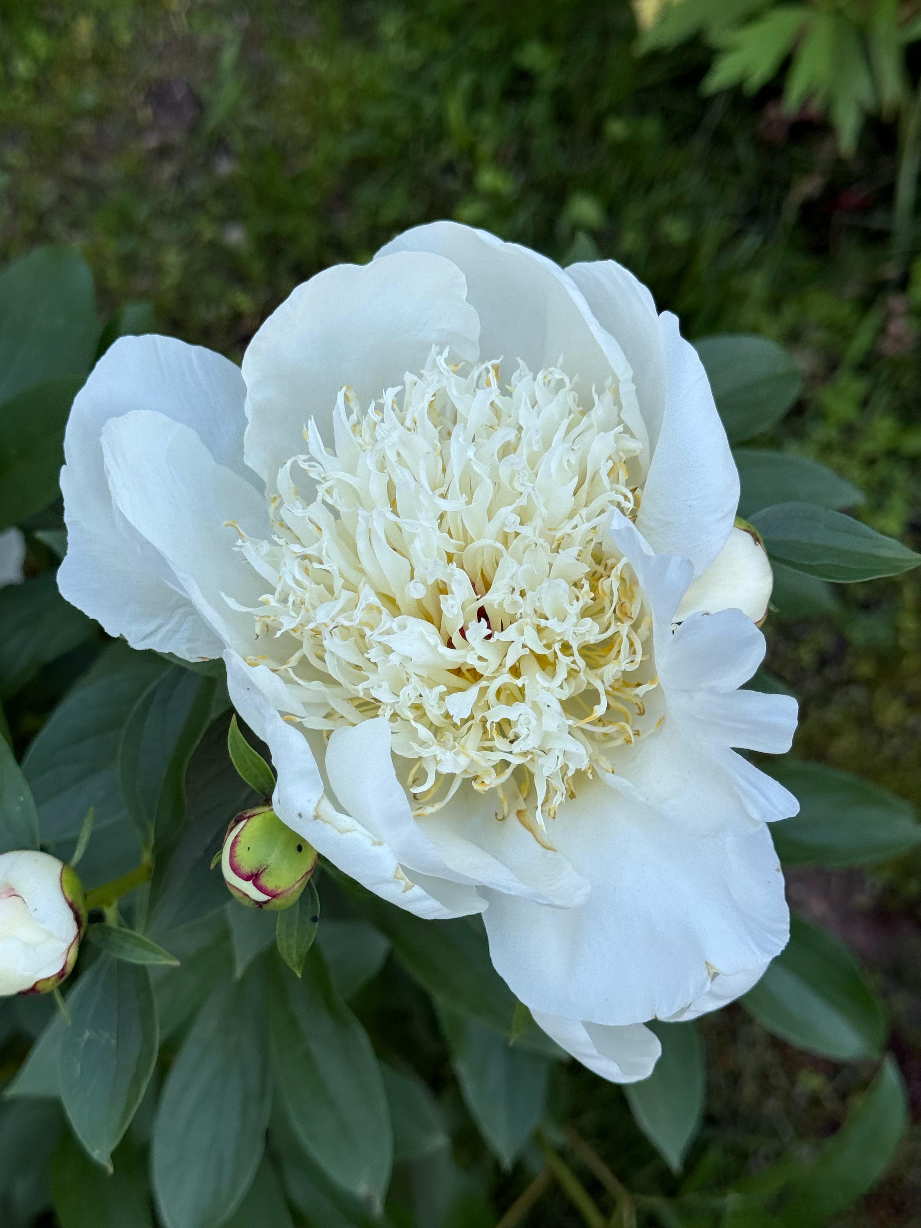 白芍药开了。 