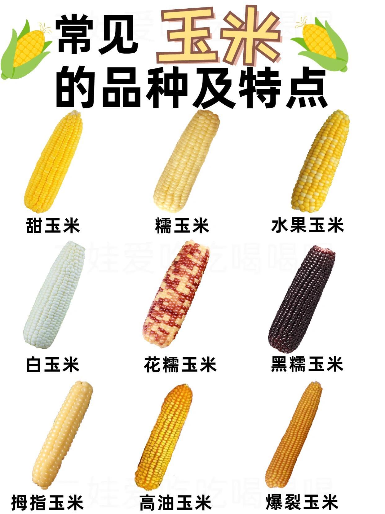 原来玉米也有这么多品种玉米可不只黄澄澄的一种！软糯香甜的糯玉米、脆嫩多汁的水果玉