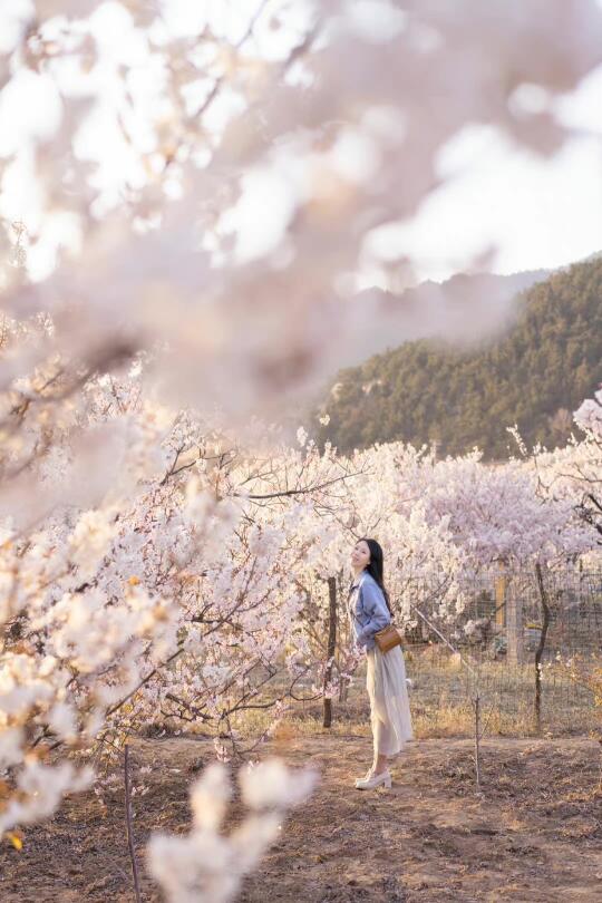 青岛3-5月赏花攻略：是最美人间四月天