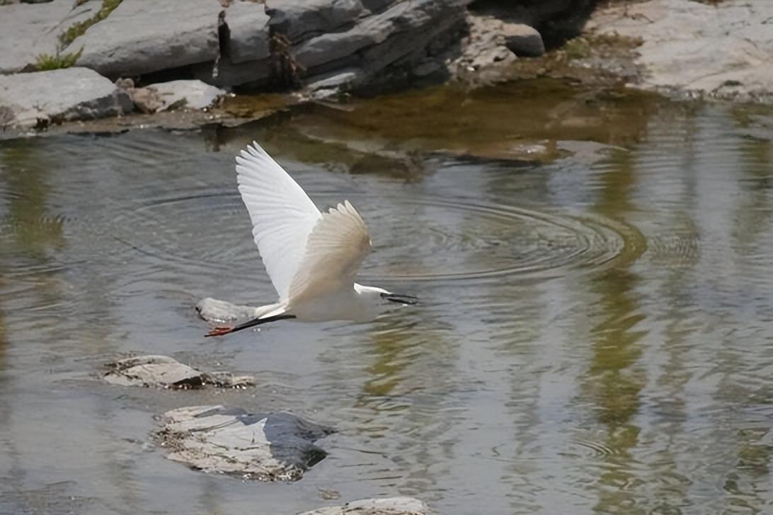 每年4月1日，是《世界保护益鸟公约》设立的国际爱鸟日。得益于得天独厚的山水生态，