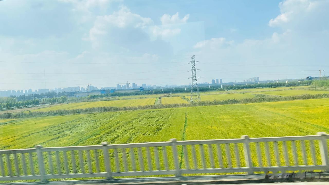 回到了江南水乡，一片片金黄的稻田，让我又泛滥起了，久违的乡愁。#稻田风景自然美#