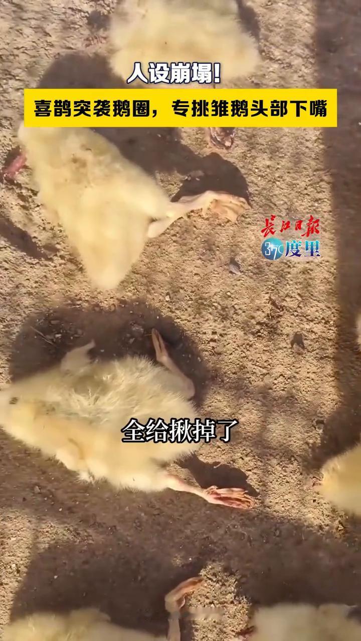 人设崩塌！喜鹊突袭鹅圈，专挑雏鹅头部下嘴。
长江日报。
第一次见这喜鹊，专门吃这