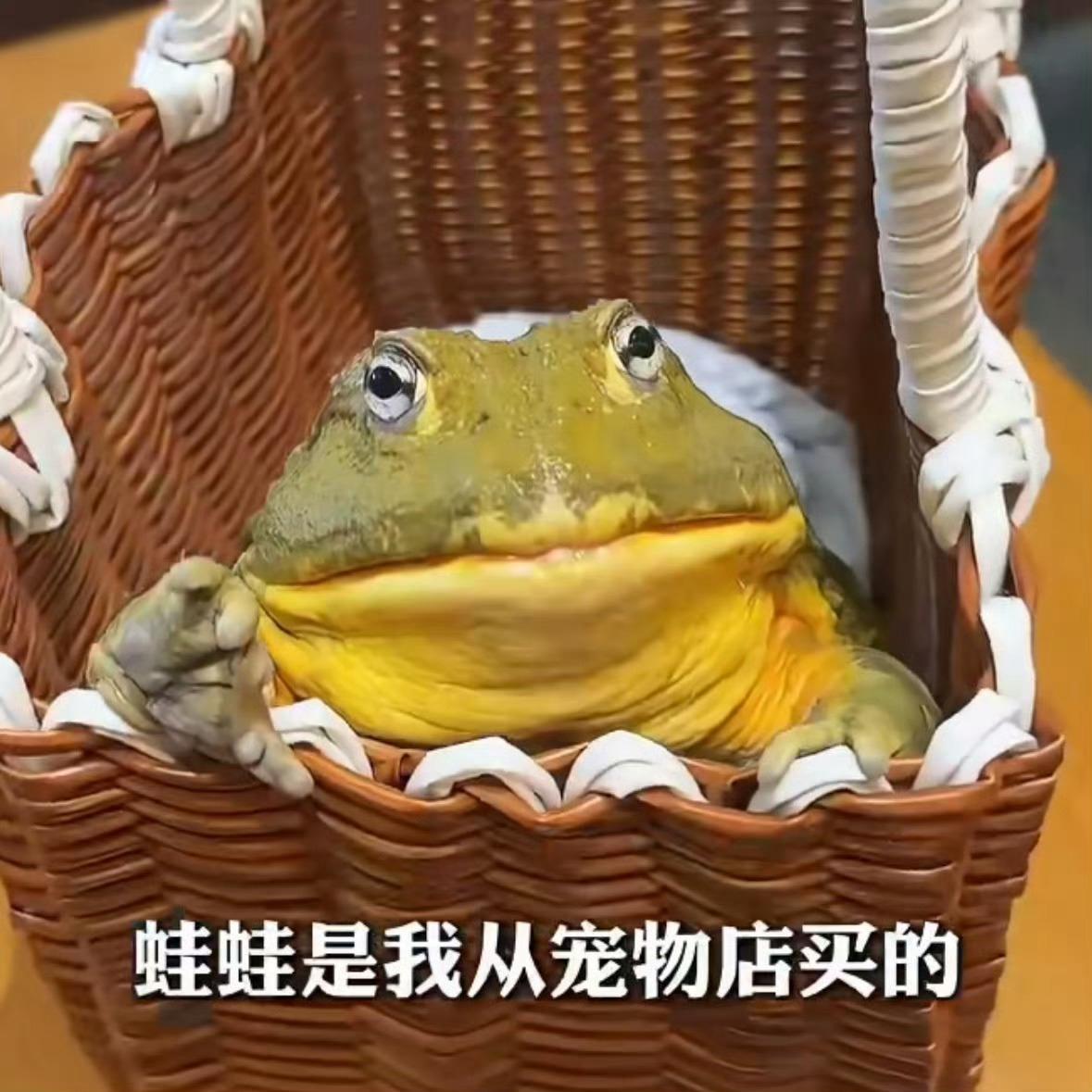 救命！
带宠物牛蛙去吃火锅，
差点当场被下锅？！这事儿真发生了！

安徽一姑娘带